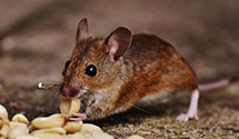 24 Hour & Emergency Exterminators in Montrose, AL